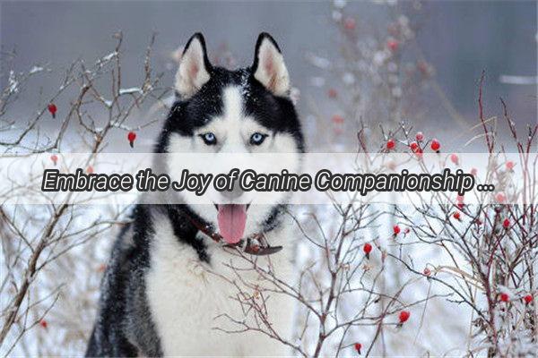 Embrace the Joy of Canine Companionship Discover the Best FreetoMaintain Dog Breeds